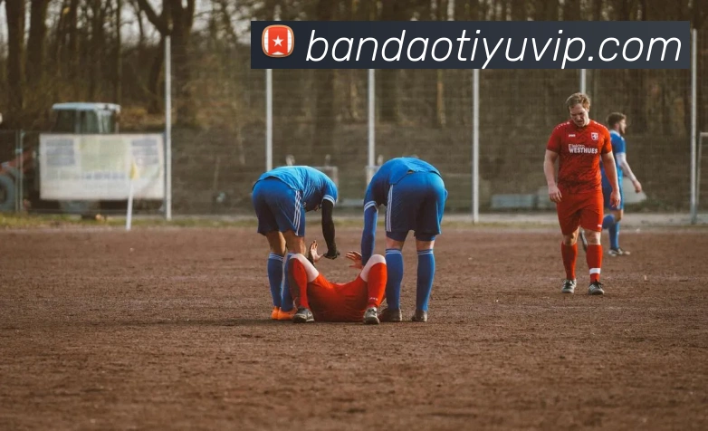 半岛体育平台生态图